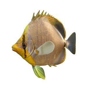 Yeallow Head Butterflyfish 3D model