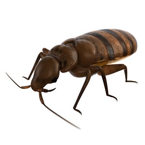 bed bug max