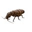 bed bug