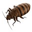 bed bug