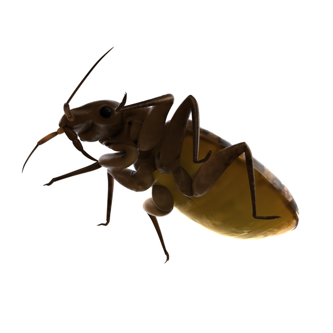 bed bug max https://p.turbosquid.com/ts-thumb/8O/KHDcap/bYZOshus/bedbug04/jpg/1405899852/1920x1080/fit_q87/4a349690de7ce1fd4dda6deab77716b2f9ccd073/bedbug04.jpg