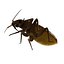 bed bug