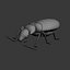 bed bug