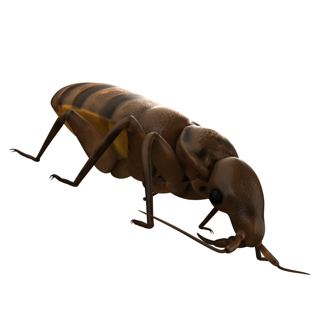 bed bug max https://p.turbosquid.com/ts-thumb/8O/KHDcap/tMiCxPzb/bedbug05/jpg/1405899852/1920x1080/fit_q87/6c0e87f8d705c2e327df55d44d4519e6250aaee5/bedbug05.jpg