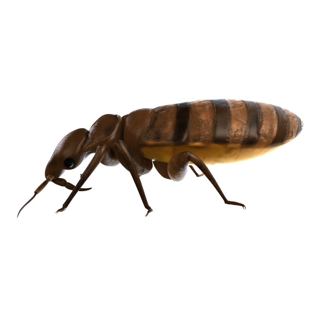 bed bug max https://p.turbosquid.com/ts-thumb/8O/KHDcap/v0zdNlKA/bedbug03/jpg/1405899852/1920x1080/fit_q87/1fb6da84c68f6f19abe2b8e9394b6bb87f628711/bedbug03.jpg