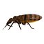 bed bug