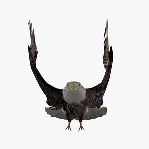 Grey Eagle Take Off Animated