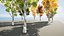 low poly Italian Poplar trees 3d pack
