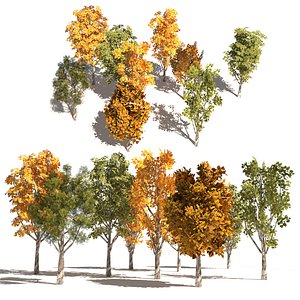 low poly Italian Poplar trees 3d pack