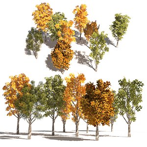 low poly Italian Poplar trees 3d pack
