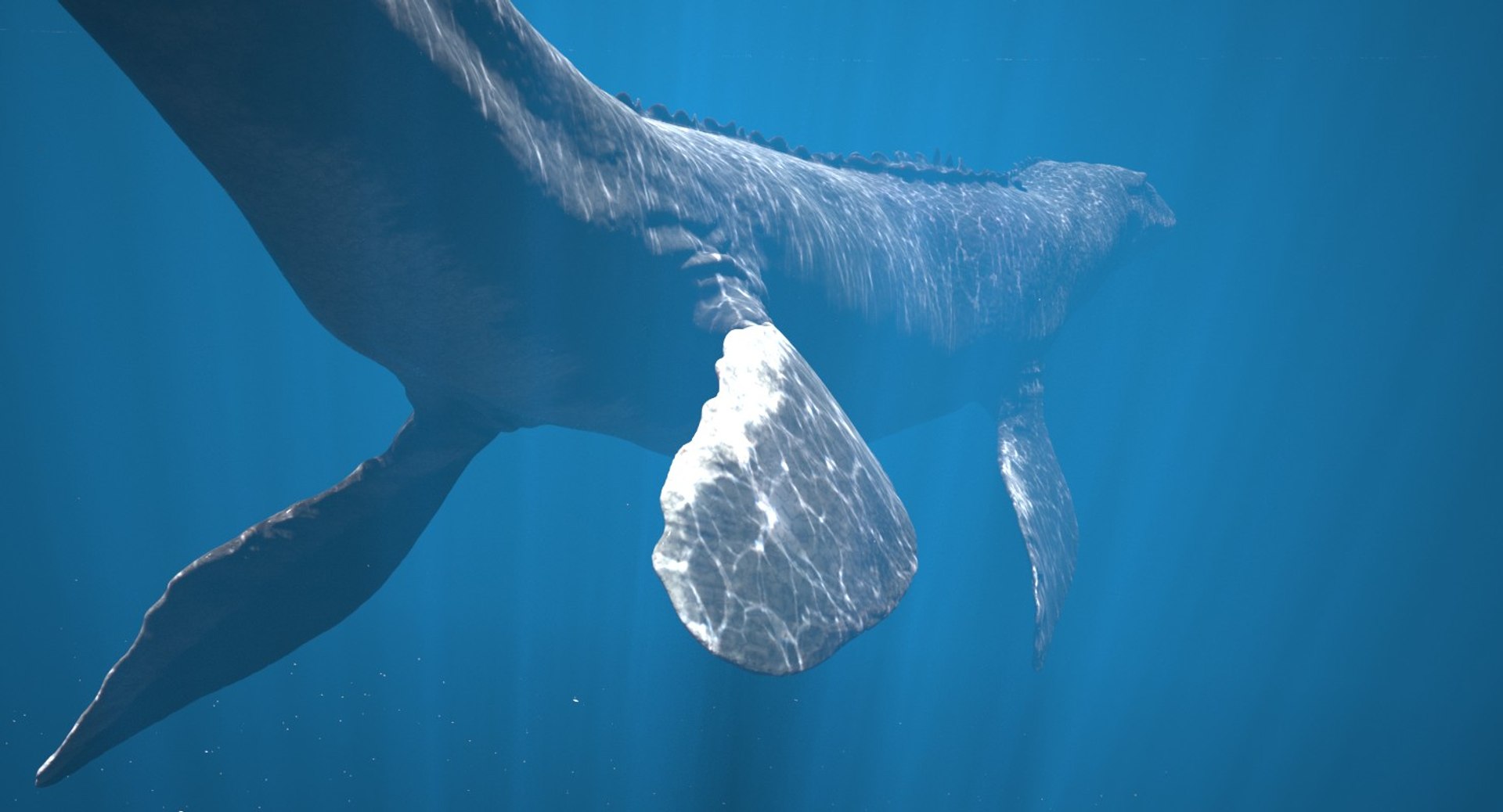 rigged mosasaurus 3D model https://p.turbosquid.com/ts-thumb/8O/tBVNNp/WpgGqxSE/mosa_cam06/jpg/1546002672/1920x1080/fit_q87/2464d279baac76124cfb550f45dbc812b9628a4d/mosa_cam06.jpg