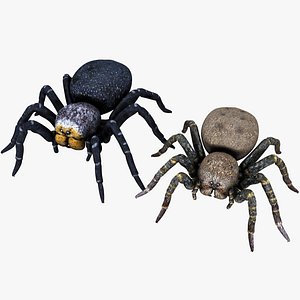 Ladybird Spider Black and Brown Females Set 3D