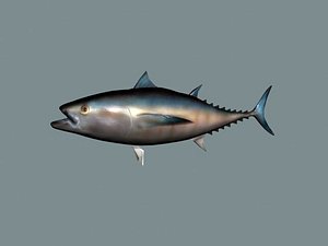 3d ma bluefin tuna