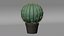Barrel Cactus