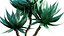 Agave attenuata - Fox tailail