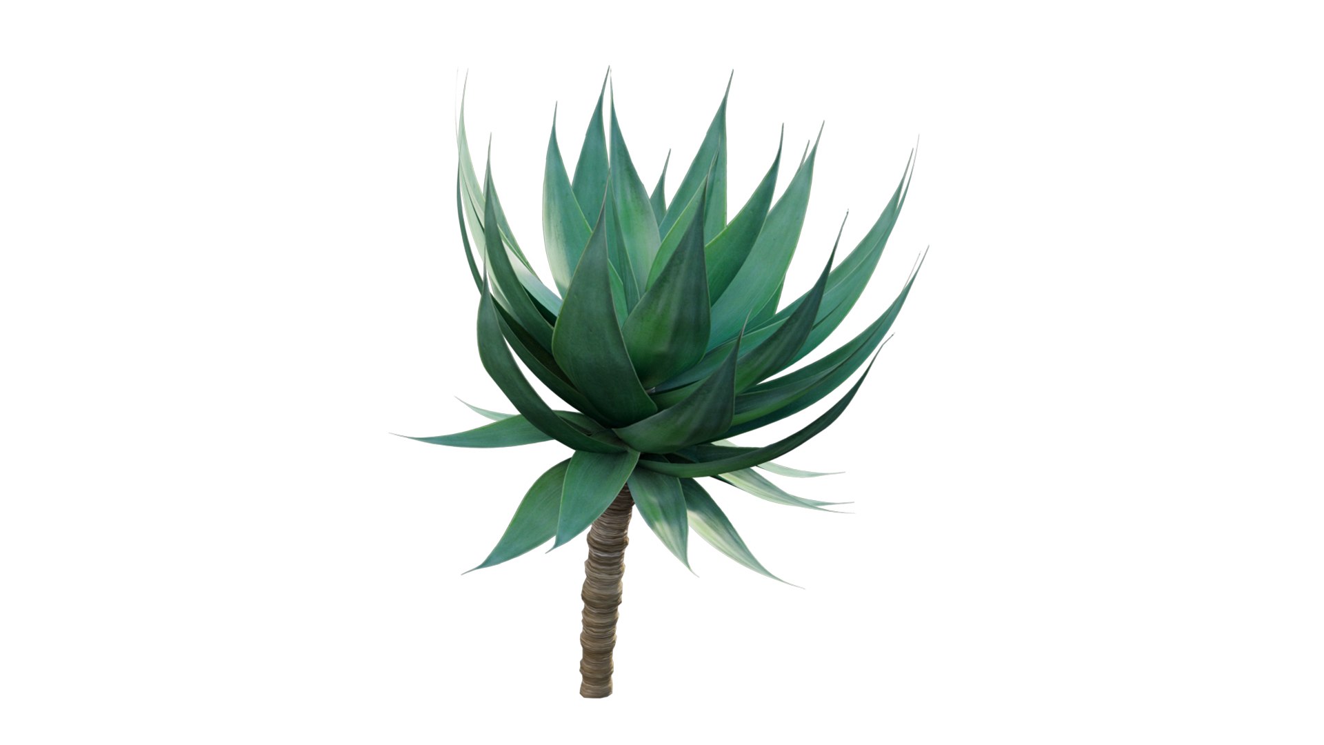 Agave attenuata - Fox tailail 3D model https://p.turbosquid.com/ts-thumb/8P/CW3cLf/6k/3dtree_agave_attenuata_v5/jpg/1629709660/1920x1080/fit_q87/79917cd557621f19b0b6ad0cad839357791ae2b3/3dtree_agave_attenuata_v5.jpg