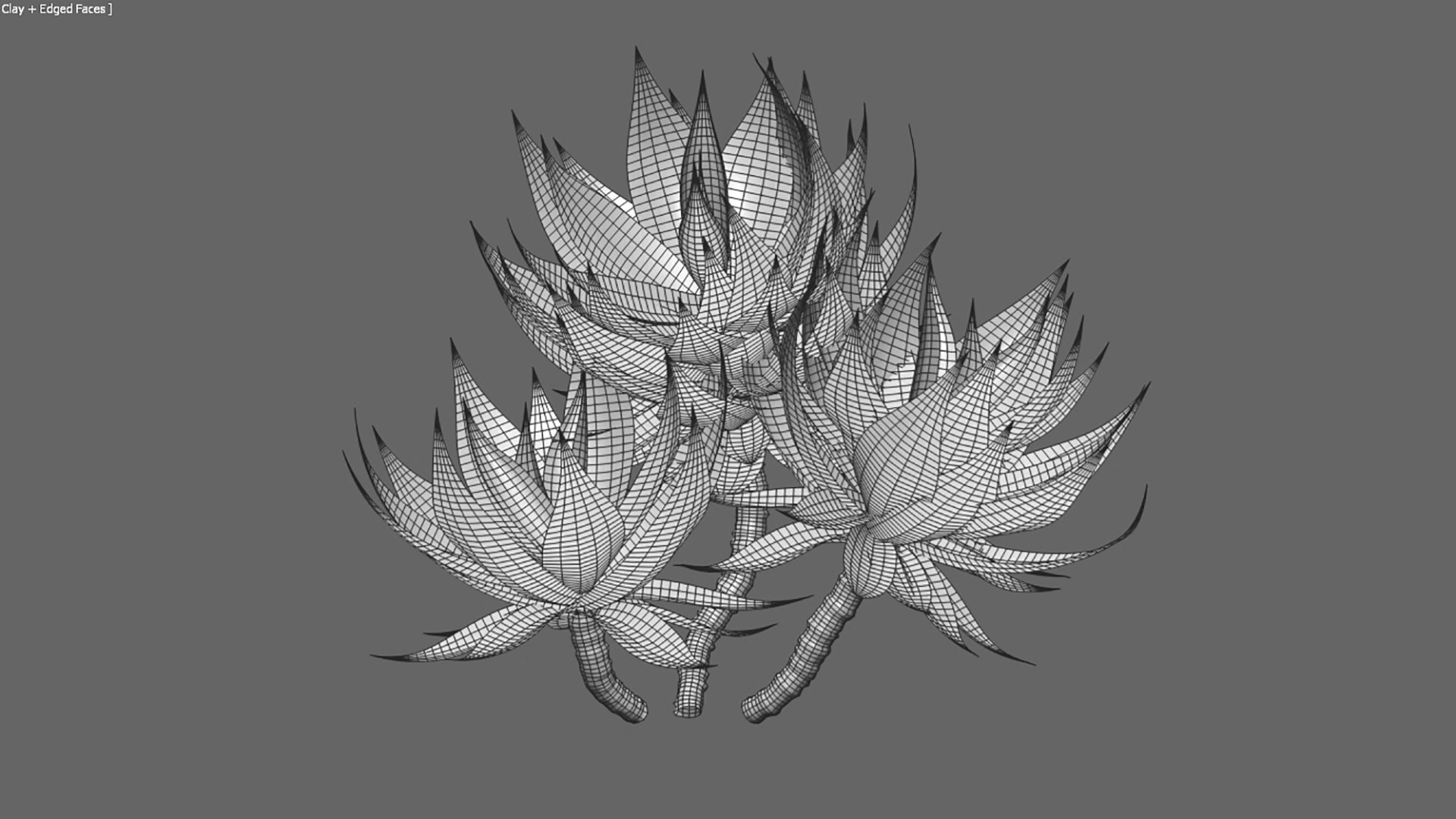 Agave attenuata - Fox tailail 3D model https://p.turbosquid.com/ts-thumb/8P/CW3cLf/JU/untitledautodesk3dsmax20192021082315.34/jpg/1629709663/1920x1080/fit_q87/5d6e0395d781ee9db93143e239bb09e599374701/untitledautodesk3dsmax20192021082315.34.jpg