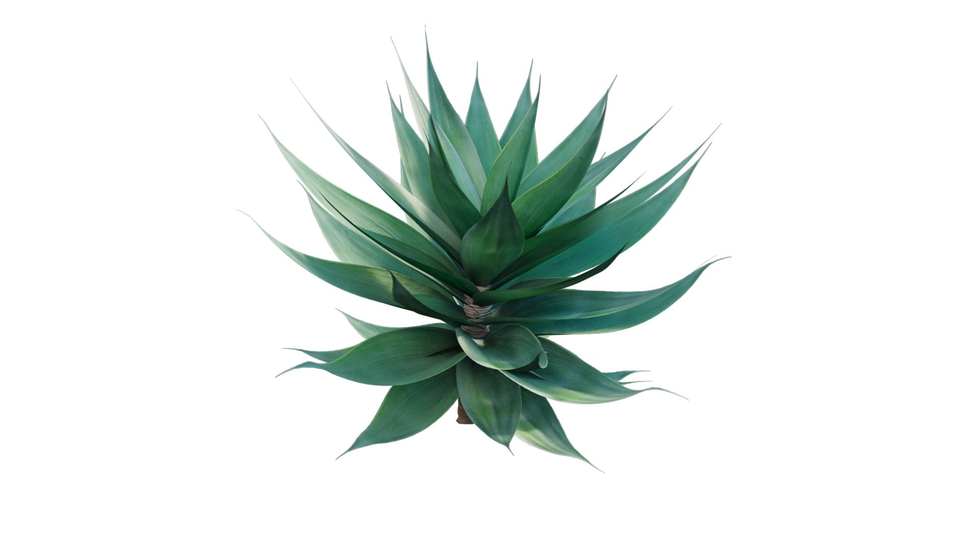 Agave attenuata - Fox tailail 3D model https://p.turbosquid.com/ts-thumb/8P/CW3cLf/Wu/3dtree_agave_attenuata_v4/jpg/1629709660/1920x1080/fit_q87/607d6e6134fee2a0d54251f8b4f18d69e7b3b730/3dtree_agave_attenuata_v4.jpg