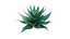 Agave attenuata - Fox tailail