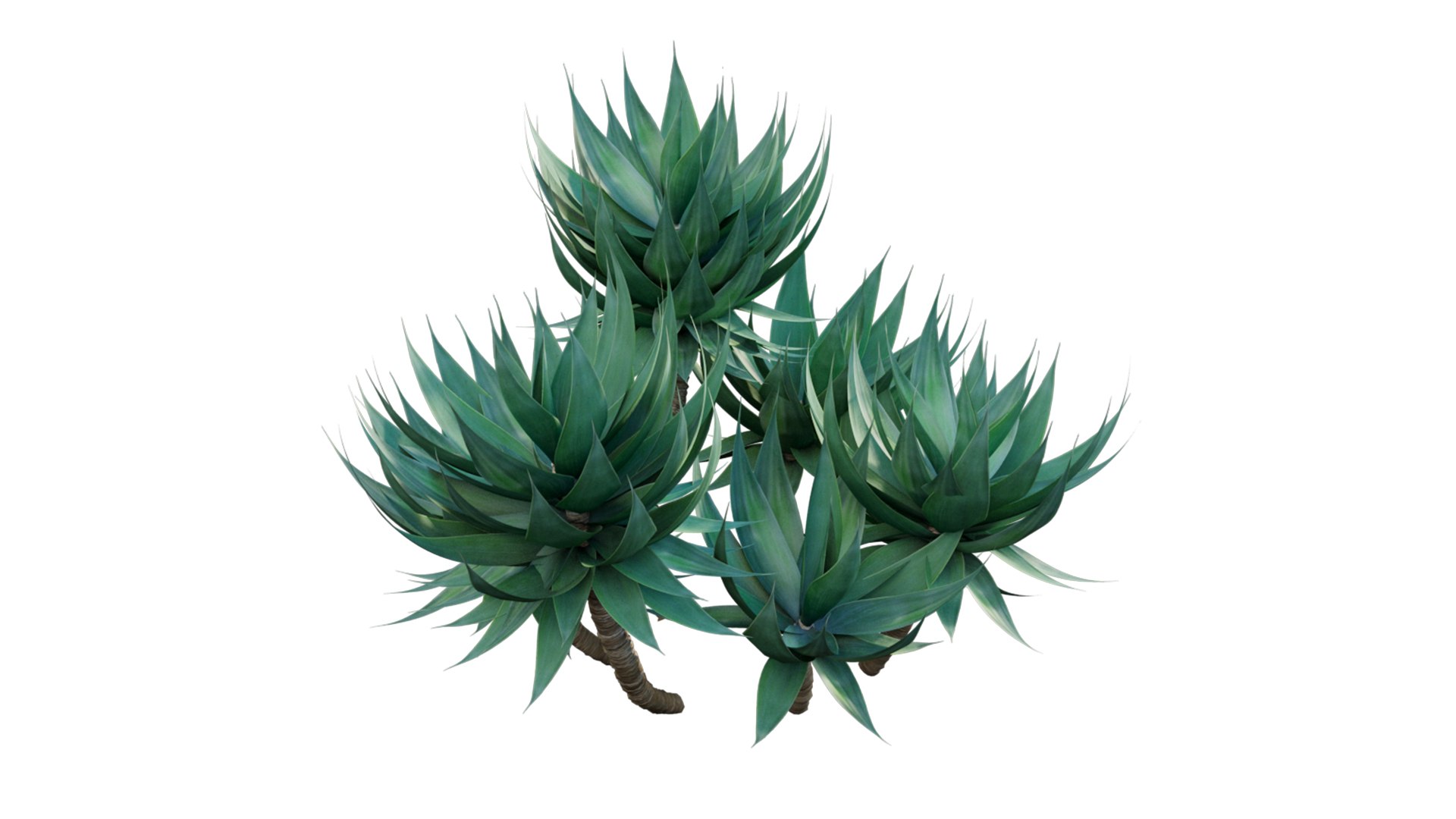 Agave attenuata - Fox tailail 3D model https://p.turbosquid.com/ts-thumb/8P/CW3cLf/yM/3dtree_agave_attenuata_v7/jpg/1629709661/1920x1080/fit_q87/234c7de7acb320238595741310f9e684b63b46d9/3dtree_agave_attenuata_v7.jpg