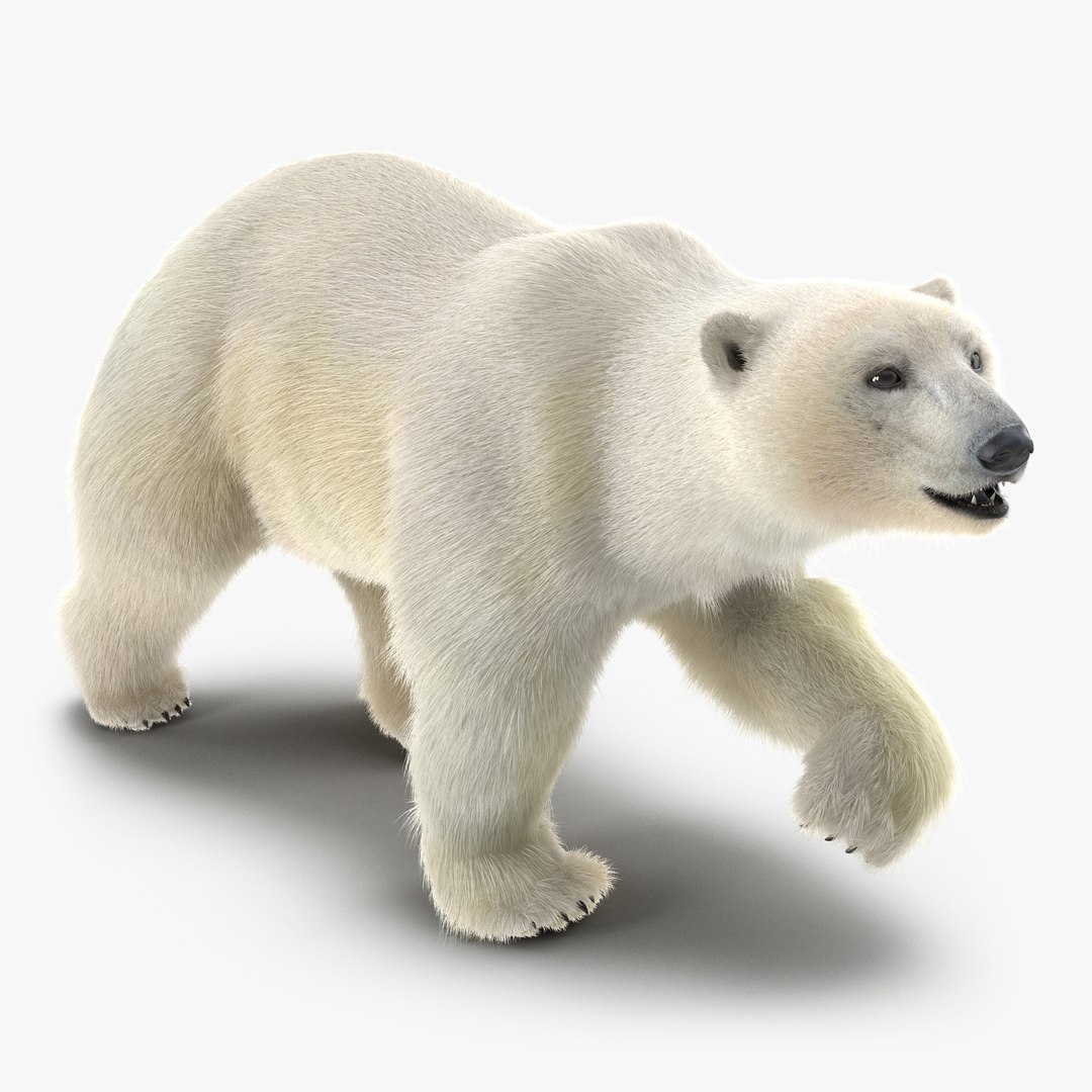 Polar Bear with Fur Pose 2 3D Model 3D model preview