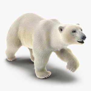 Polar Bear with Fur Pose 2 3D Model