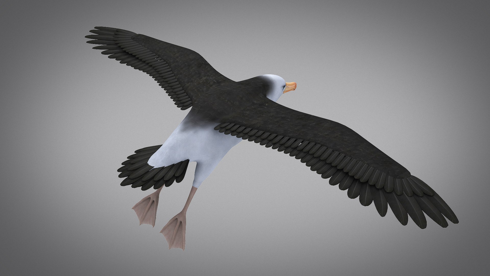 3d albatross https://p.turbosquid.com/ts-thumb/8P/fTipfc/4D/albatross06/jpg/1715487064/1920x1080/fit_q87/19783eecea20050892b0735801ca92ffb986cc51/albatross06.jpg