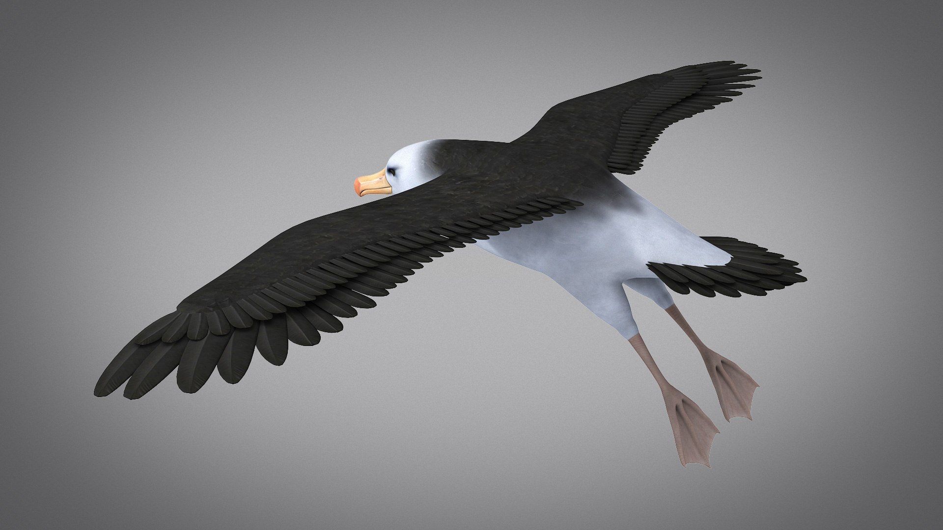 3d albatross https://p.turbosquid.com/ts-thumb/8P/fTipfc/9p/albatross04/jpg/1715487053/1920x1080/fit_q87/fa6081c4b1542241ac367e92058da659962ea20c/albatross04.jpg