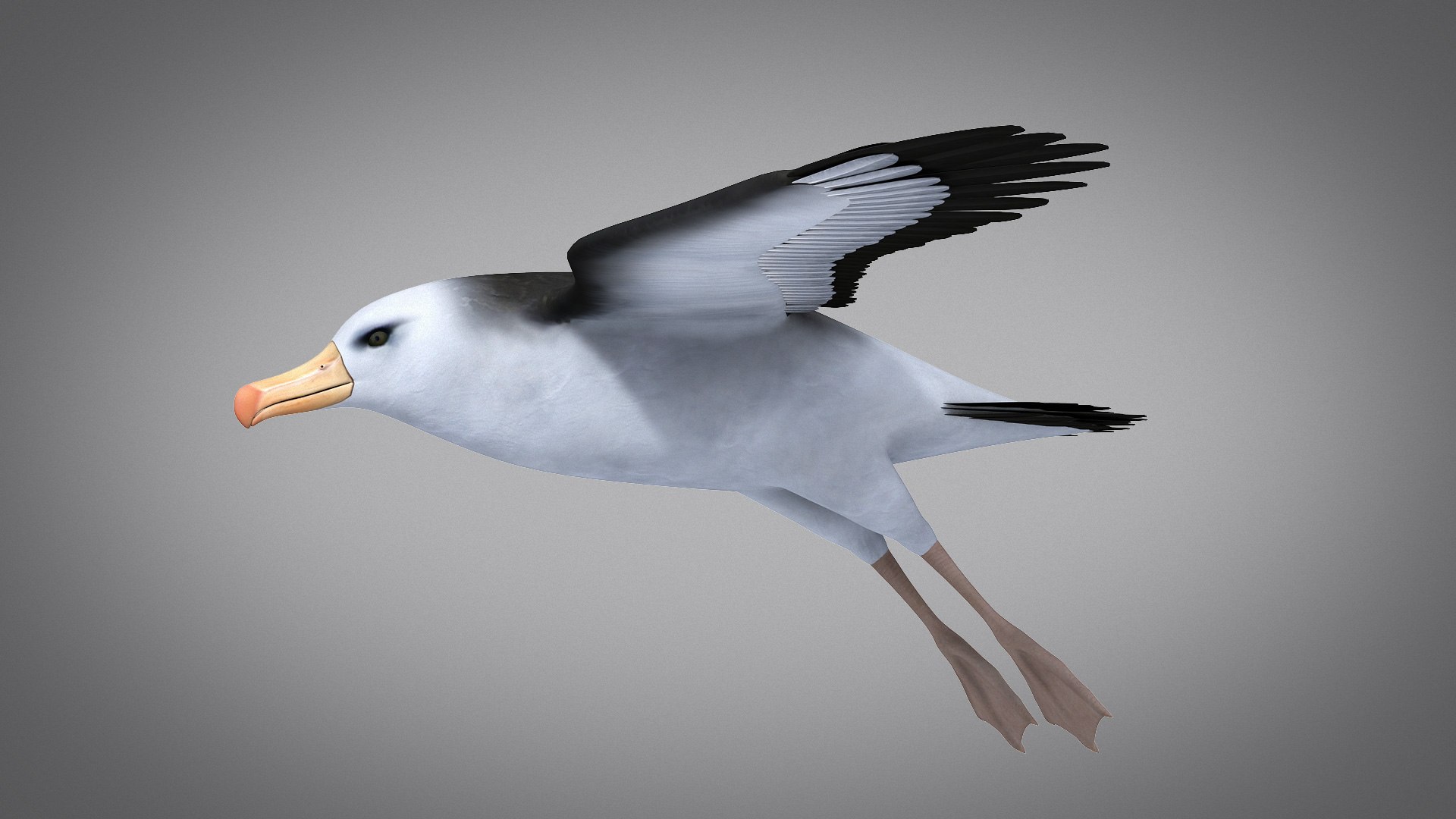 3d albatross https://p.turbosquid.com/ts-thumb/8P/fTipfc/H0/albatross03/jpg/1715487023/1920x1080/fit_q87/ccf56d991b98952c9e8a533b39327e665ec49621/albatross03.jpg