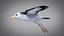 albatross