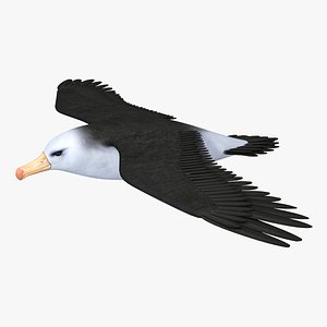 3d albatross
