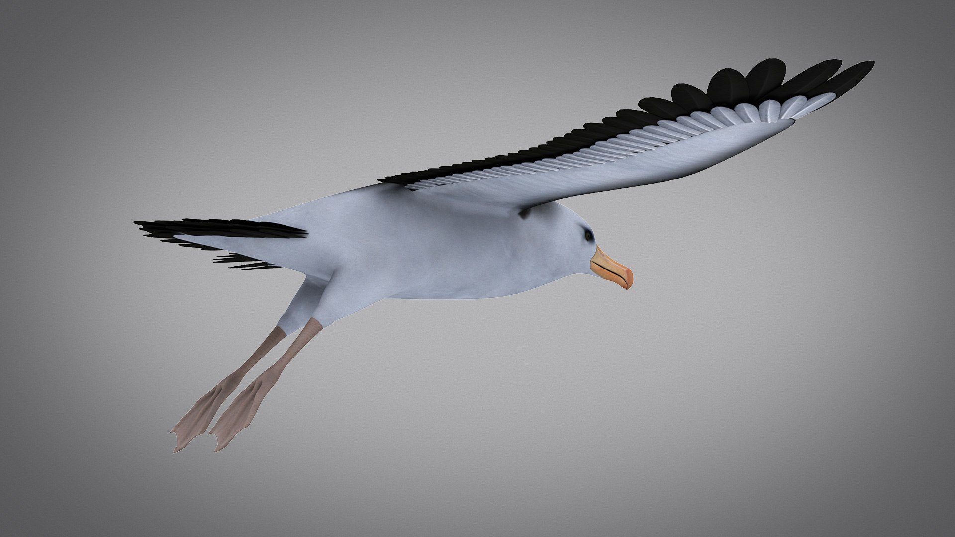 3d albatross https://p.turbosquid.com/ts-thumb/8P/fTipfc/QC/albatross07/jpg/1715487065/1920x1080/fit_q87/d3a615a15928292c0a15b4a667a5a12bd766ce0f/albatross07.jpg