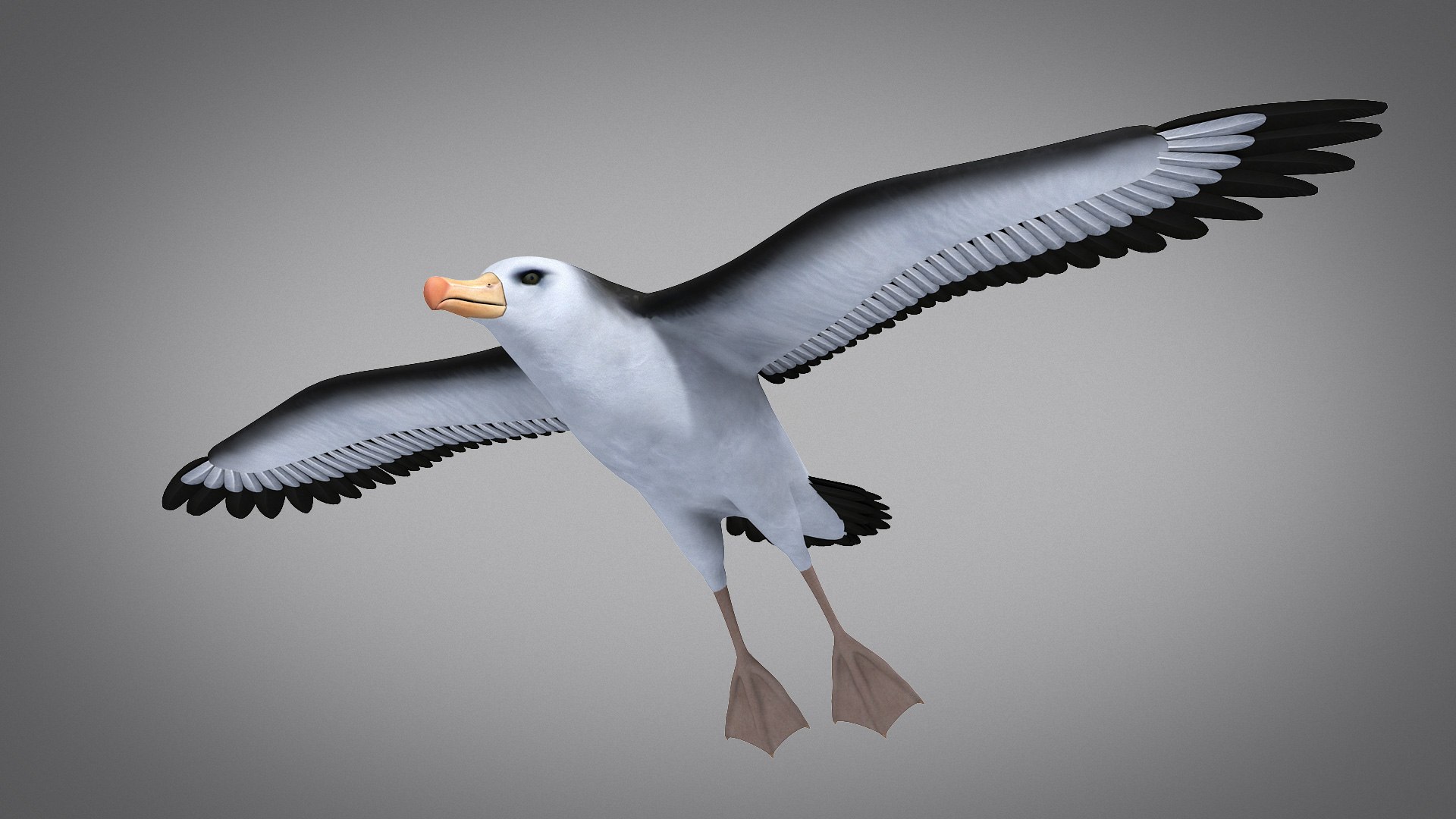 3d albatross https://p.turbosquid.com/ts-thumb/8P/fTipfc/q2/albatross09/jpg/1715487073/1920x1080/fit_q87/d15e13ba780915e714f002abebc6b56f33b10306/albatross09.jpg