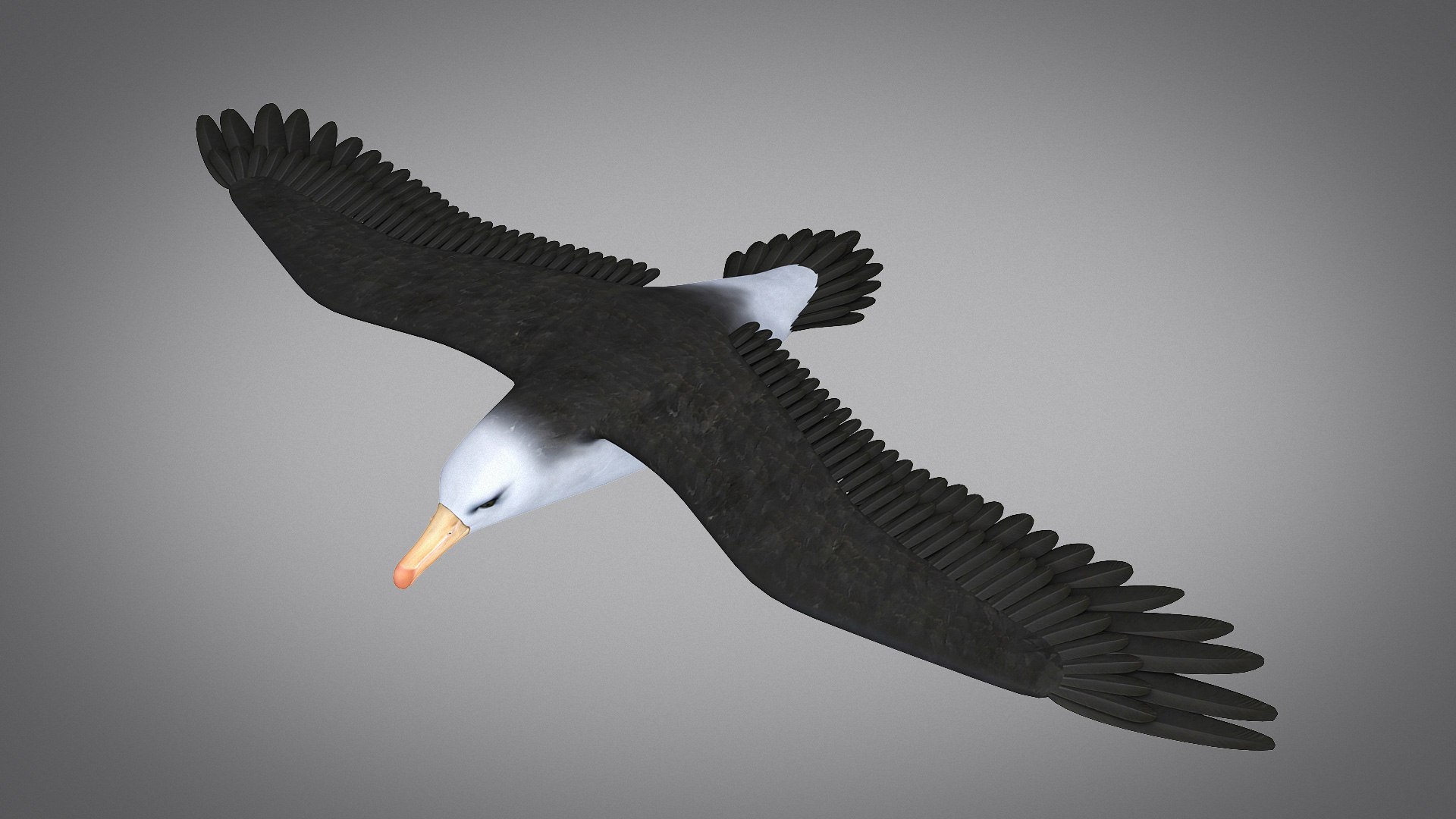 3d albatross https://p.turbosquid.com/ts-thumb/8P/fTipfc/r2/albatross08/jpg/1715487067/1920x1080/fit_q87/3e843d9066f2fae171d2c2ccb6ba065368430e13/albatross08.jpg