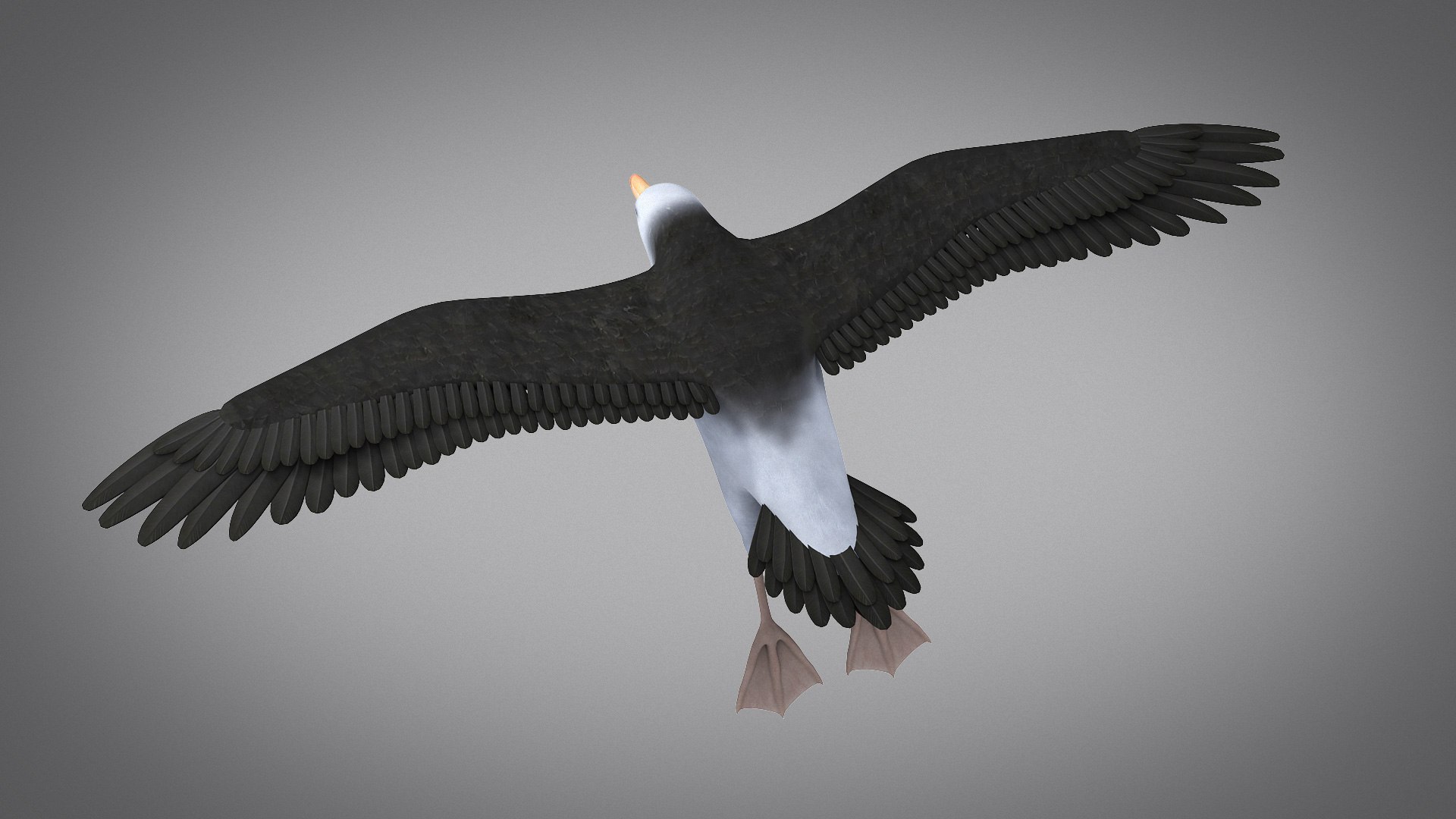 3d albatross https://p.turbosquid.com/ts-thumb/8P/fTipfc/r7/albatross05/jpg/1715487052/1920x1080/fit_q87/41c1c631f4206f595d11252e21727a47f48c81d9/albatross05.jpg