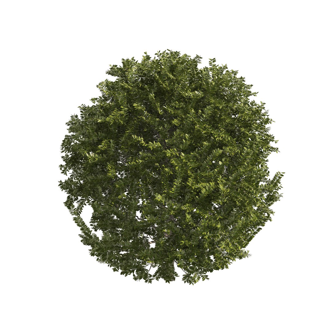 3D 4 Shaped Topiary Plant - TurboSquid 1903111