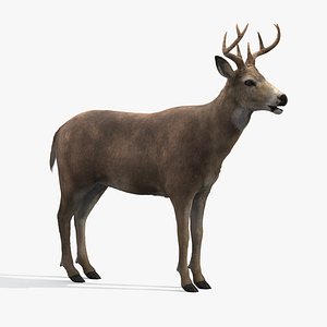 deer fur hair 3d model