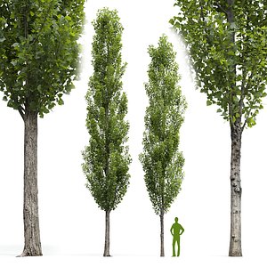 Poplar Populus nigra V7