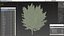 Ginkgo Vert Arbre