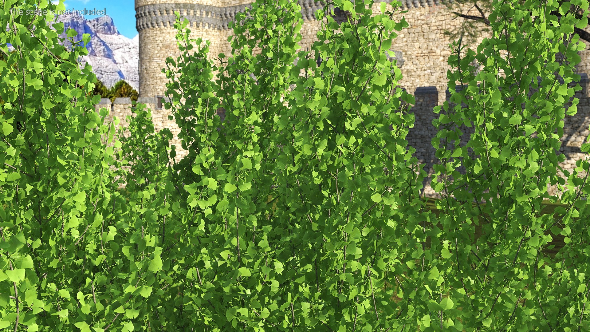 Ginkgo Tree Green 3D model https://p.turbosquid.com/ts-thumb/8Q/7xjgqE/73/ginkgotreegreenvray3dmodel006/jpg/1643748481/1920x1080/fit_q87/2e094fe8f2e39ae949def222b70170b91febf006/ginkgotreegreenvray3dmodel006.jpg