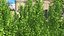 Ginkgo Vert Arbre