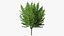 Ginkgo Vert Arbre