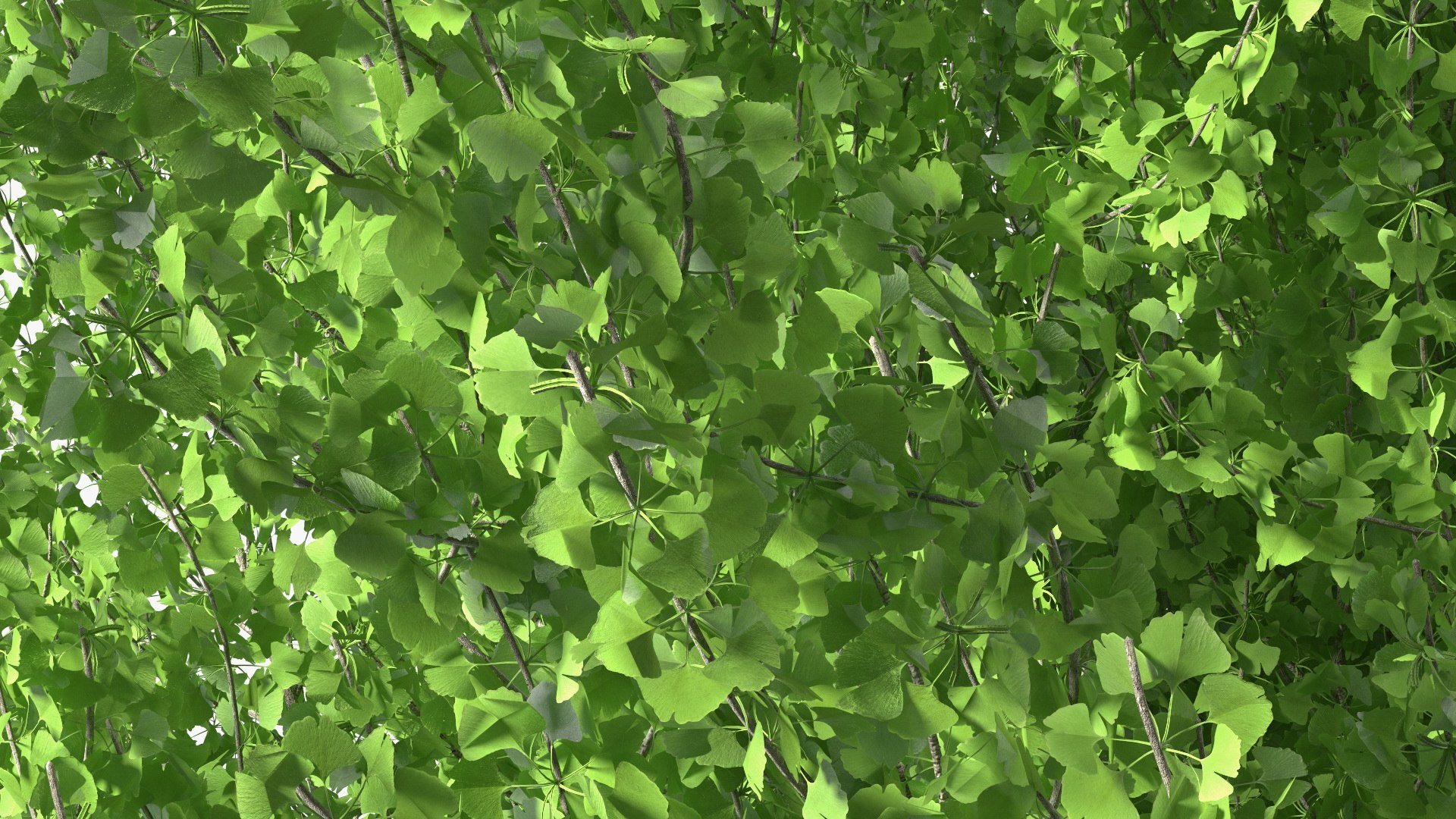 Ginkgo Tree Green 3D model https://p.turbosquid.com/ts-thumb/8Q/7xjgqE/Bf/ginkgotreegreenvray3dmodel013/jpg/1643748501/1920x1080/fit_q87/1e6fb5531258c06bd49cf3fca86586d5b26ca8a1/ginkgotreegreenvray3dmodel013.jpg