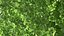 Ginkgo Vert Arbre