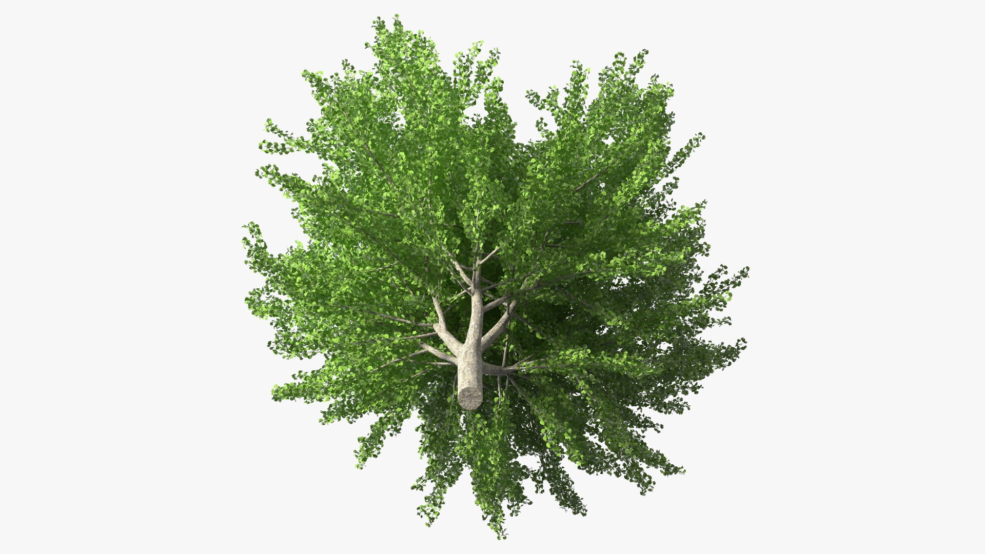 Ginkgo Tree Green 3D model https://p.turbosquid.com/ts-thumb/8Q/7xjgqE/E6/ginkgotreegreenvray3dmodel009/jpg/1643748489/1920x1080/fit_q87/10be43e3e8c0f20e6fd7f8bcc1398286e58907ff/ginkgotreegreenvray3dmodel009.jpg