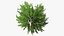 Ginkgo Vert Arbre