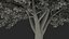 Ginkgo Vert Arbre