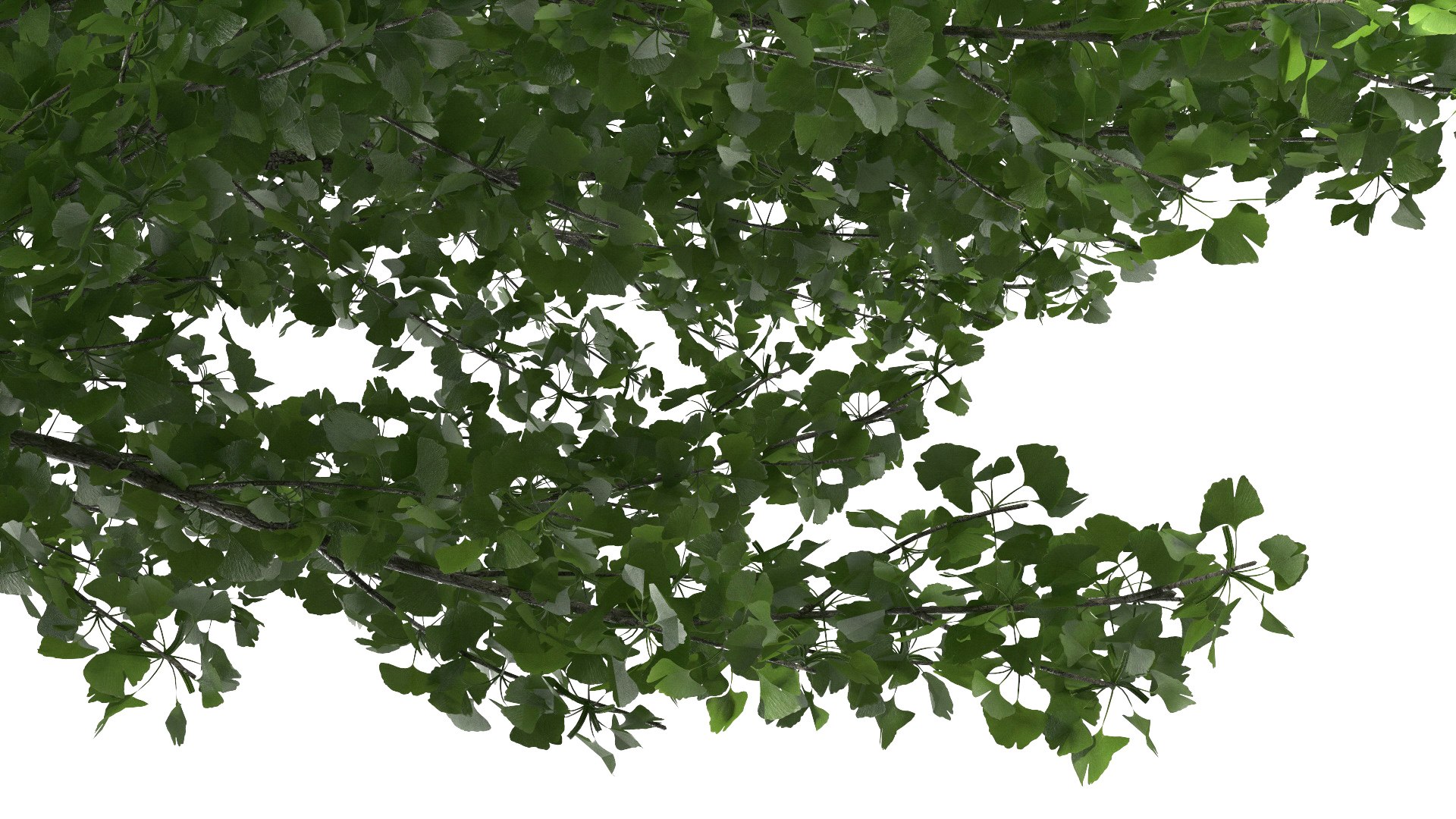 Ginkgo Tree Green 3D model https://p.turbosquid.com/ts-thumb/8Q/7xjgqE/J5/ginkgotreegreenvray3dmodel020/jpg/1643748522/1920x1080/fit_q87/cba96743d4ea35c5f26a1d26cc8ed803f5452473/ginkgotreegreenvray3dmodel020.jpg