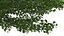 Ginkgo Vert Arbre