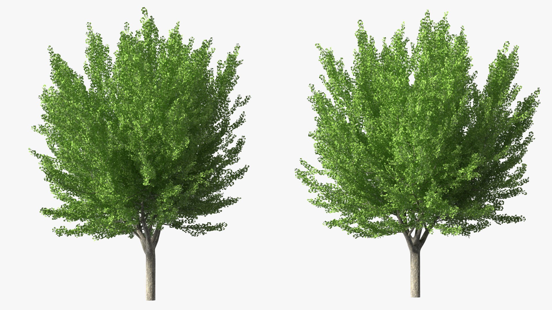 Ginkgo Tree Green 3D model https://p.turbosquid.com/ts-thumb/8Q/7xjgqE/Lu/ginkgotreegreenvray3dmodel007/jpg/1643748483/1920x1080/fit_q87/1ef5bf493de802774caad135960040b4c0996e1e/ginkgotreegreenvray3dmodel007.jpg